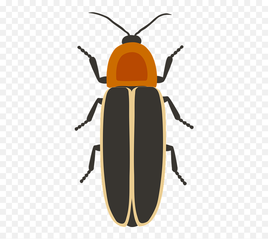 Firefly Lighting Beetle - Free Vector Graphic On Pixabay Gambar Kolase Kunang Kunang Png,Firefly Icon