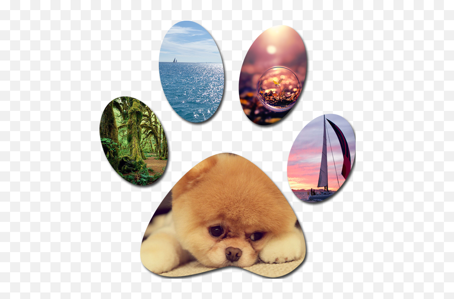 App Insights Wallpaperhello 20k Background Apptopia - Lloro Nomas Me Acuerdo Png,Pomeranian Icon