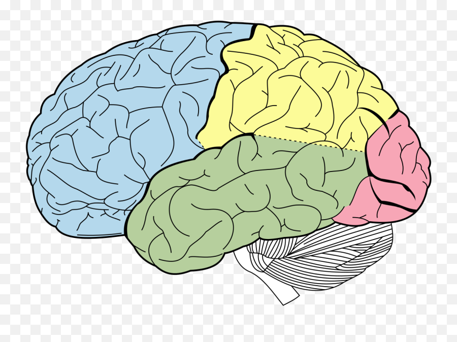 Filelobes Of The Brain Nlsvg - Wikimedia Commons Lobes Of The Brain Unlabeled Png,Brain Transparent Background