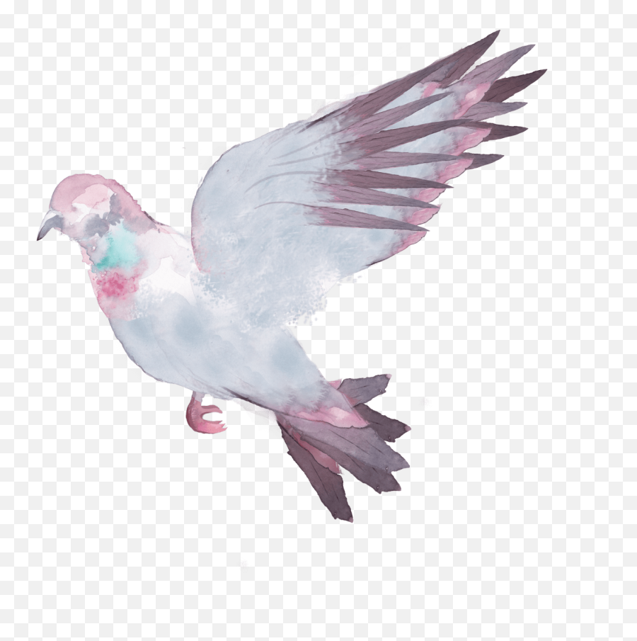 Download Related - Pigeons And Doves Full Size Png Image Stock Dove,Pigeons Png