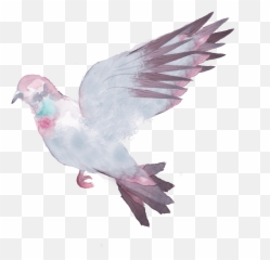 Download Related - Pigeons And Doves Full Size Png Image Stock Dove,Pigeons Png