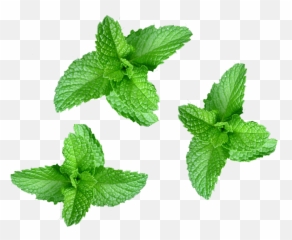 Chocolate Bar Wrapper Design - Mint Leaves png