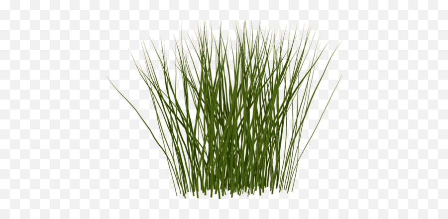 Library Of Tall Grass Banner Free - Tall Grass Texture Png,Tall Grass Png