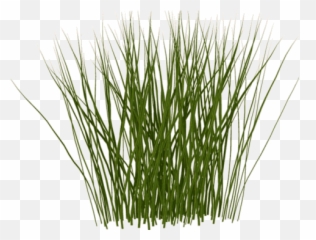 Library Of Tall Grass Banner Free - Texture Png