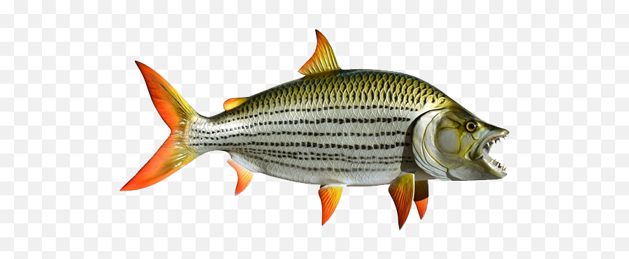 Tiger Fish - Artisans Market App Striper Bass Png,Tiger Transparent