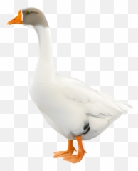 Free Goose Png Download Clip Art - Goose Clip Art Png,Goose Png
