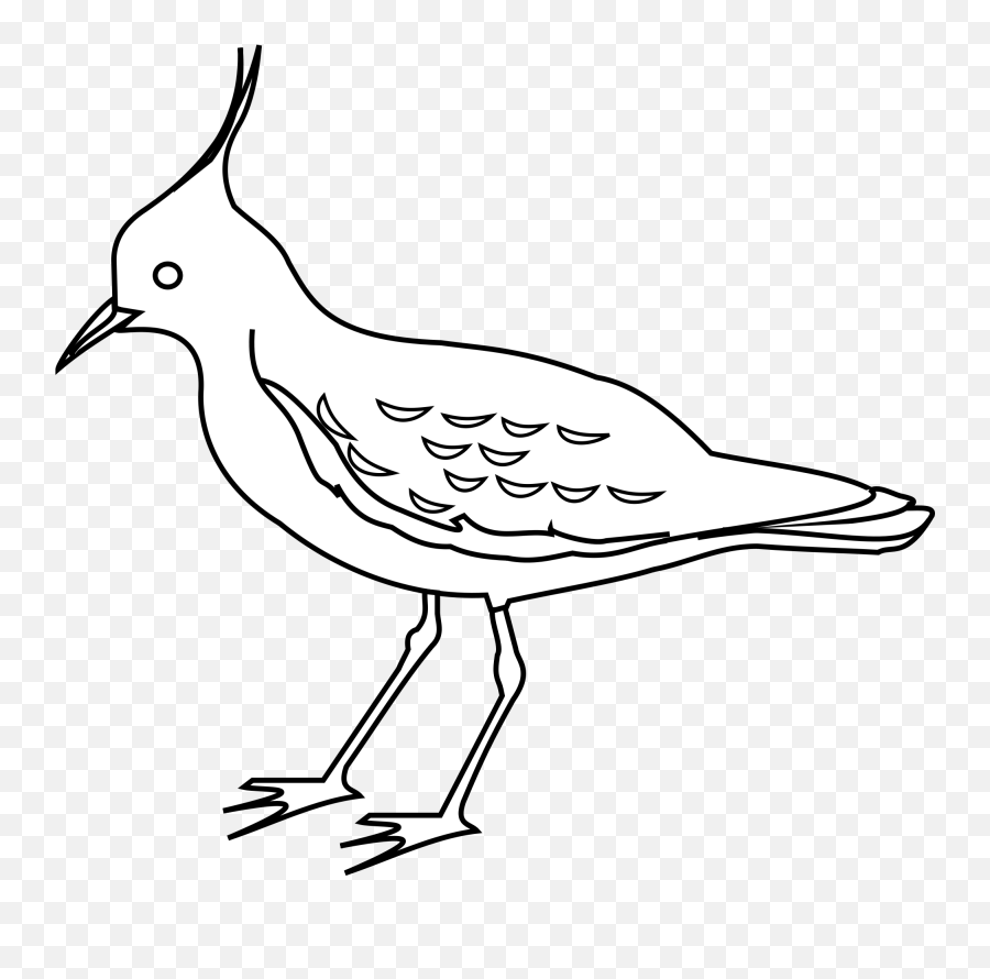 Clipart Birds Outline Picture - Northern Lapwing Drawing Png,Bird Outline Png
