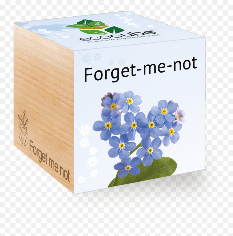 Forget - Scorpion Grasses Png,Forget Me Not Png