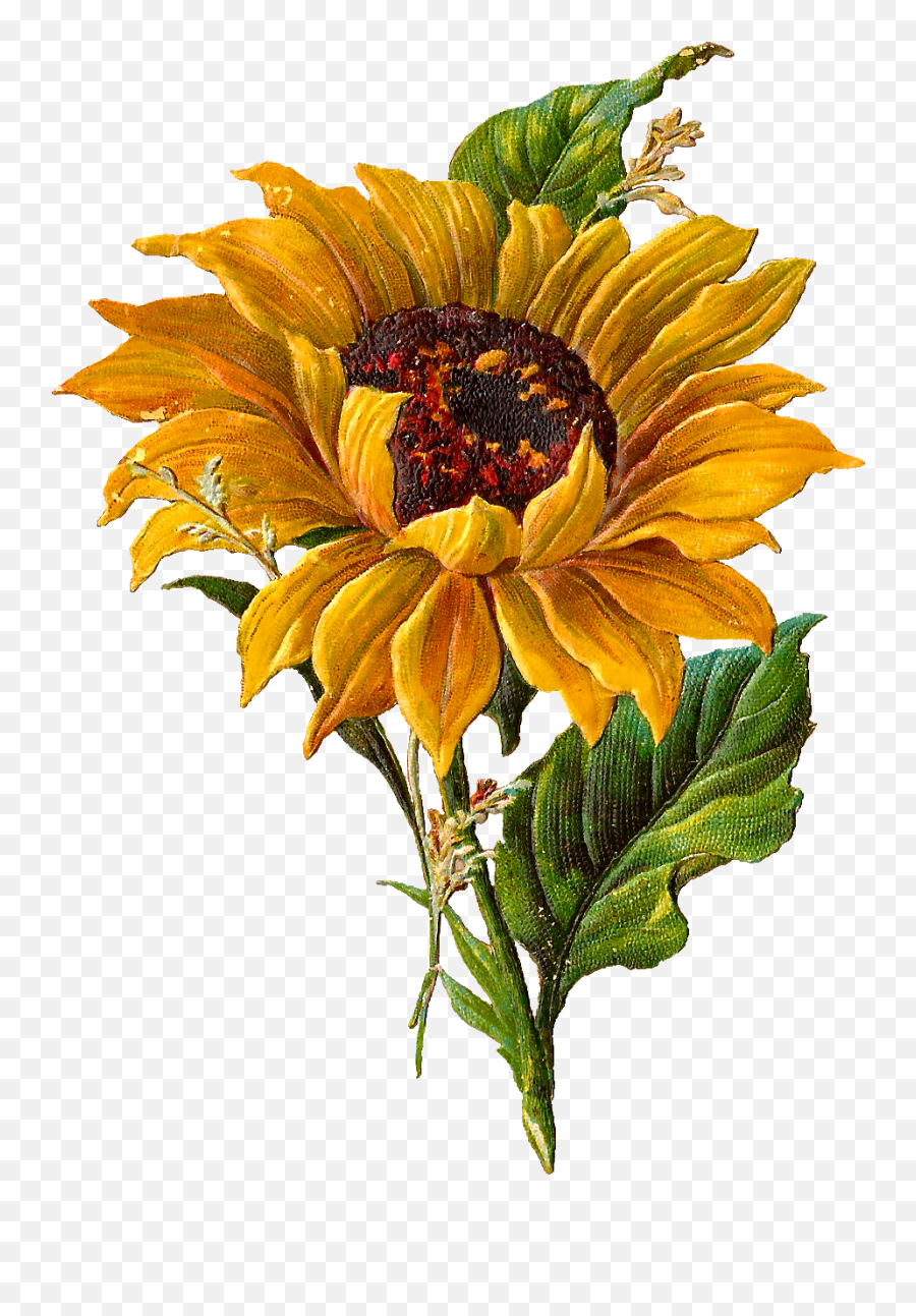 Sunflower - Flowerfreepngtransparentimagesfreedownload Vintage Sunflower Png,Sunflower Transparent Background