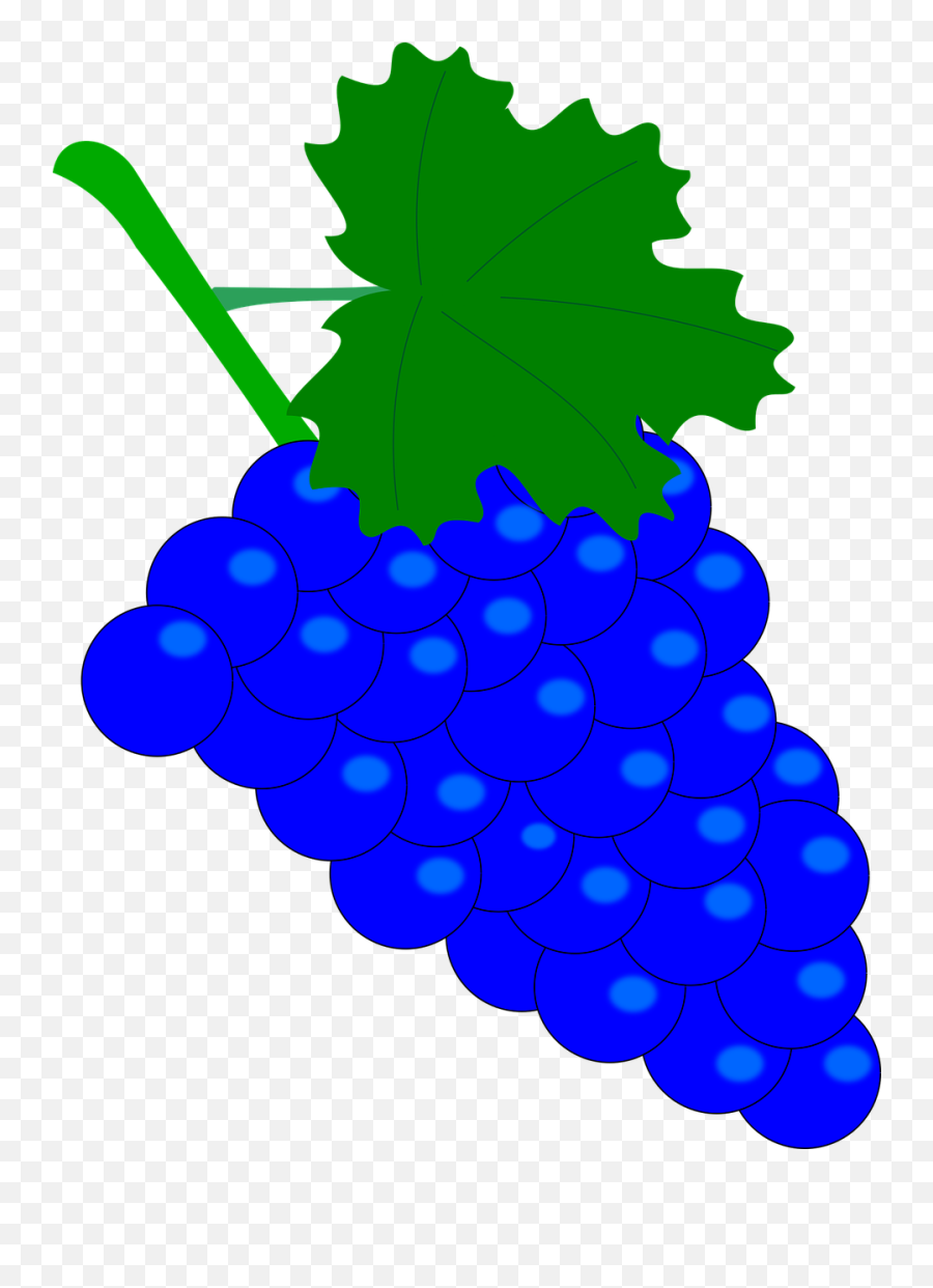 Grape Vintage Wine - Free Vector Graphic On Pixabay Blue Grapes Clipart Png,Grape Png