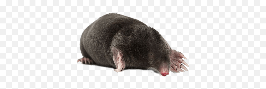 Moles Transparent Png Images - Mole Png,Mole Png