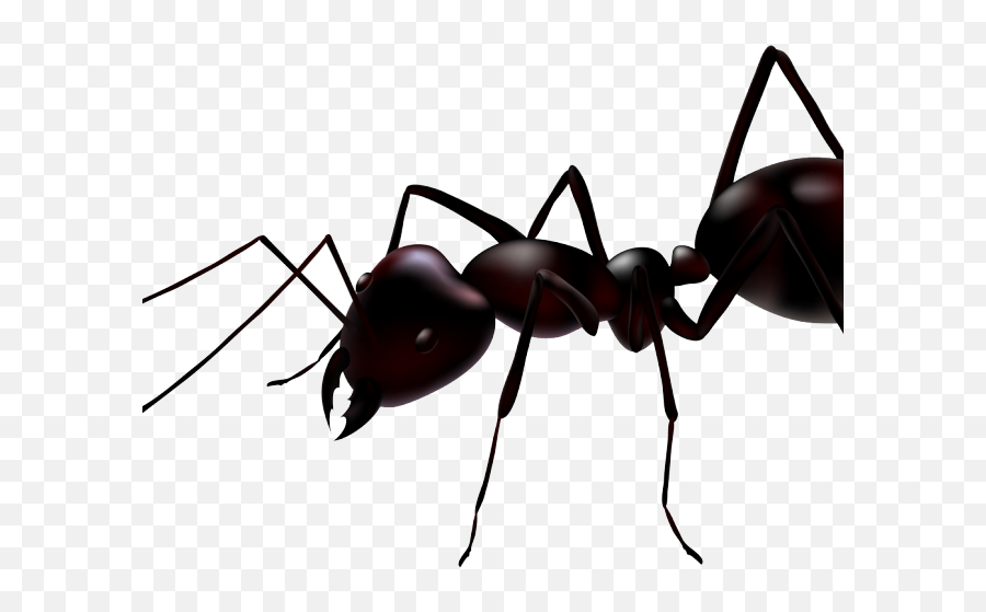 Ant Clipart Transparent Background - Ants Png,Ant Transparent