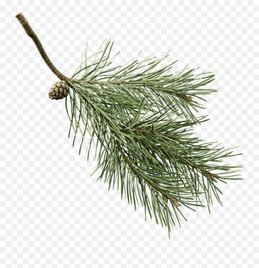Download You Can Use The Twig With Pine Preset But - Green Pine Tree Branch Transparent Background Png,Twig Png