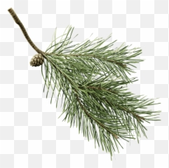 Download You Can Use The Twig With Pine Preset But - Green Pine Tree Branch Transparent Background Png,Twig Png