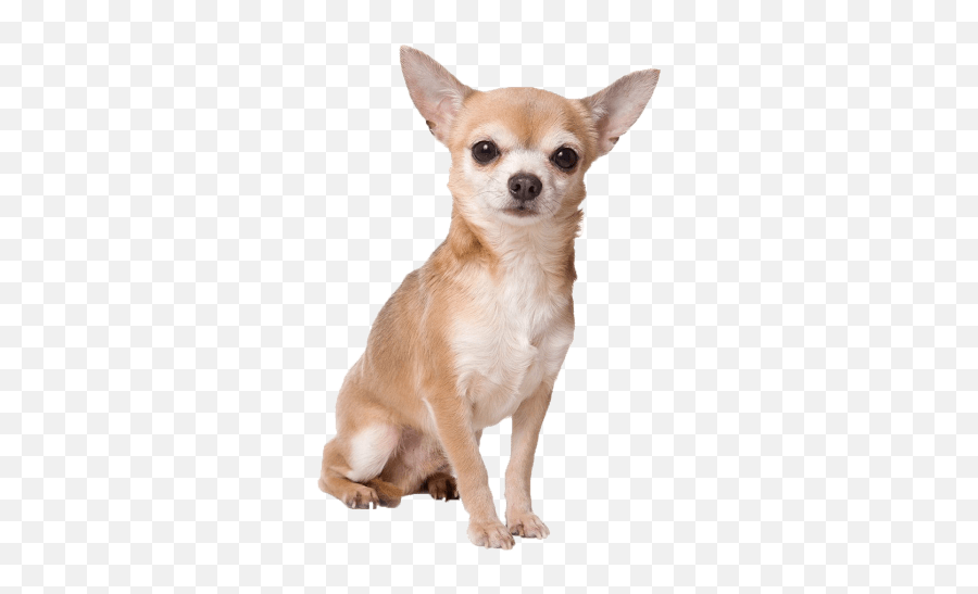 Chihuahua Sitting Transparent Png - Chihuahua Small Dogs,Puppies Png