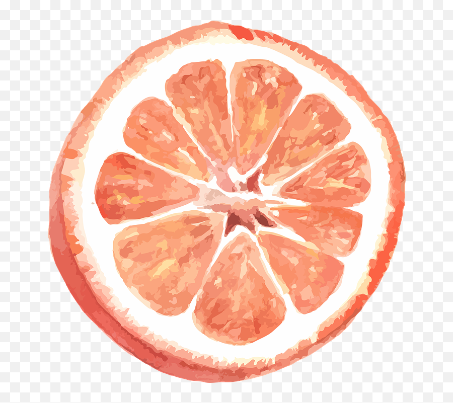 Grapefruit Citrus Vector - Grapefruit Puns Png,Citrus Png