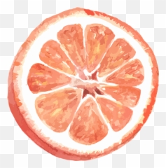 Grapefruit Citrus Vector - Grapefruit Puns Png,Citrus Png