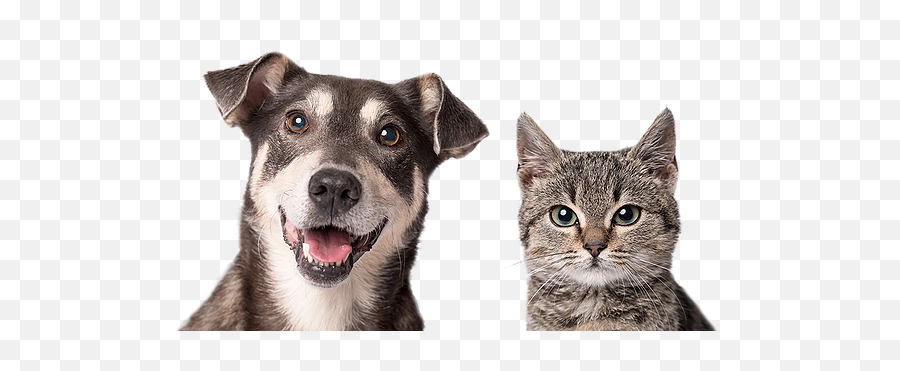 Kalamazoo Humane Society - Dog And Cat Food Offer Png,Cat Transparent