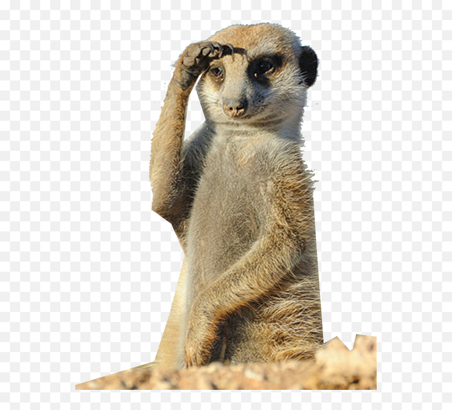 Download Hd Wheristhecap Hashtag - Meerkat Funny Vacation Here I Come Png,Meerkat Png