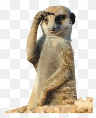 Download Hd Wheristhecap Hashtag - Meerkat Funny Vacation Here I Come Png,Meerkat Png