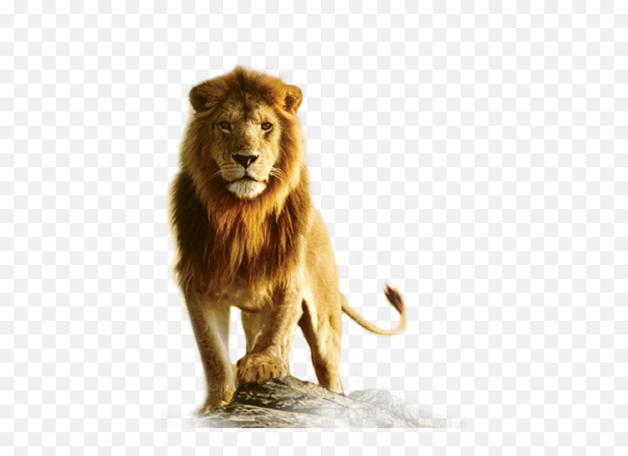 Download Lion Png Transparent Images - Transparent Background Lion Png,Lion Transparent