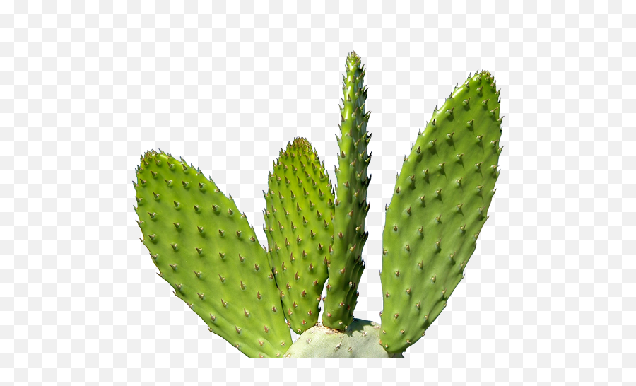 Download Cactus Plant Png 092 - Transparent Cactus Png,Plant Png