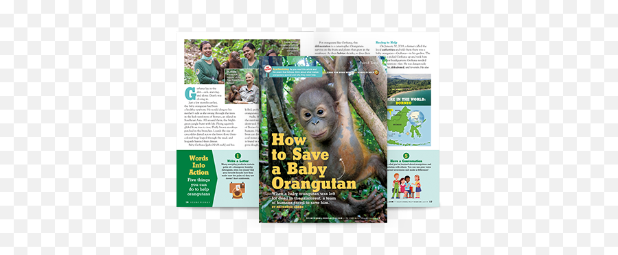 Sneak Peek Your Octobernovember Issue - Story Works How To Save A Babys Orangutans Png,Orangutan Icon