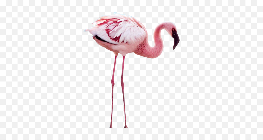 Flamingo Transparent Png Image - Crimson The Mystery Of The Flamingos,Flamingo Transparent Background