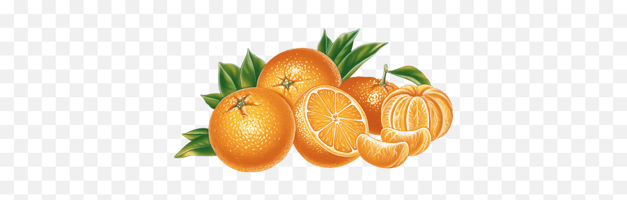 Slice Of Orange Clipart Transparent Big - Vector Orange Fruit Png,Orange Slice Png