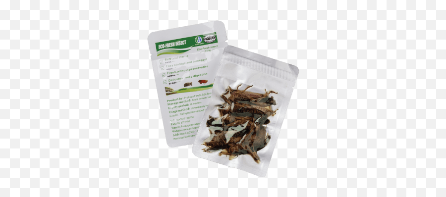 Probugs Eco - Fresh Grasshoppers Cockroach Png,Grasshopper Png