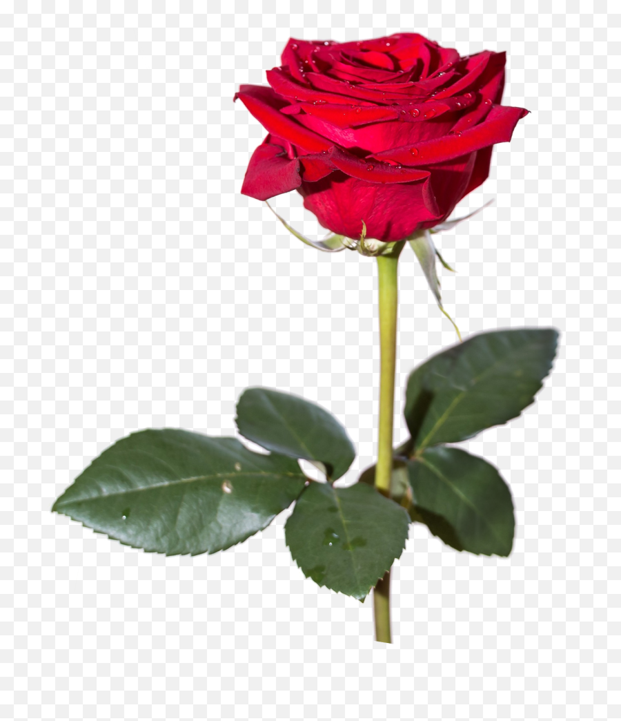 Red Rose Png Hd - Red Rose High Resolution,Red Rose Png