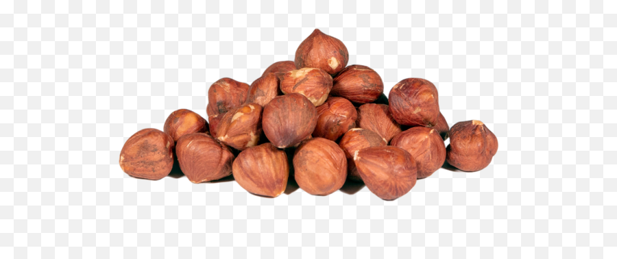 Hazelnuts Turkish Shelled Raw - Chestnut Png,Hazelnut Png