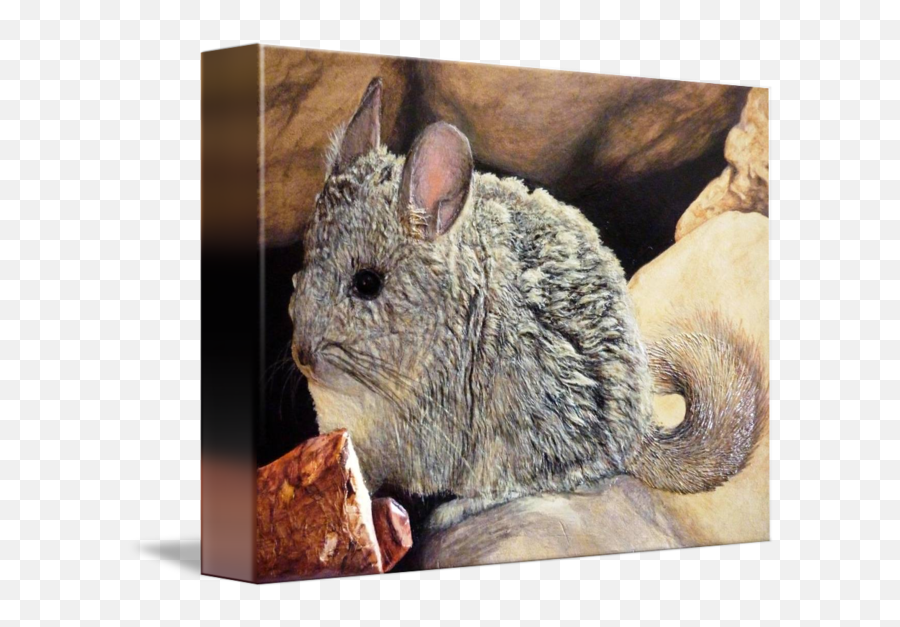 Chinchilla By Ronald Osborne - Mouse Png,Chinchilla Png