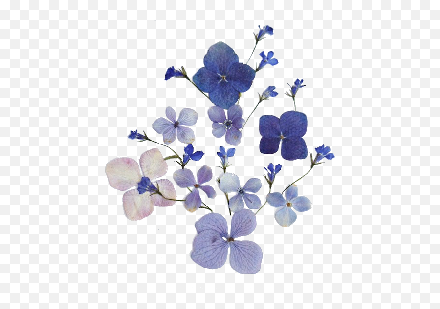 Blue Flowers Png Tumblr 7 Image - Blue Dried Flowers Png,Blue Flower Transparent Background