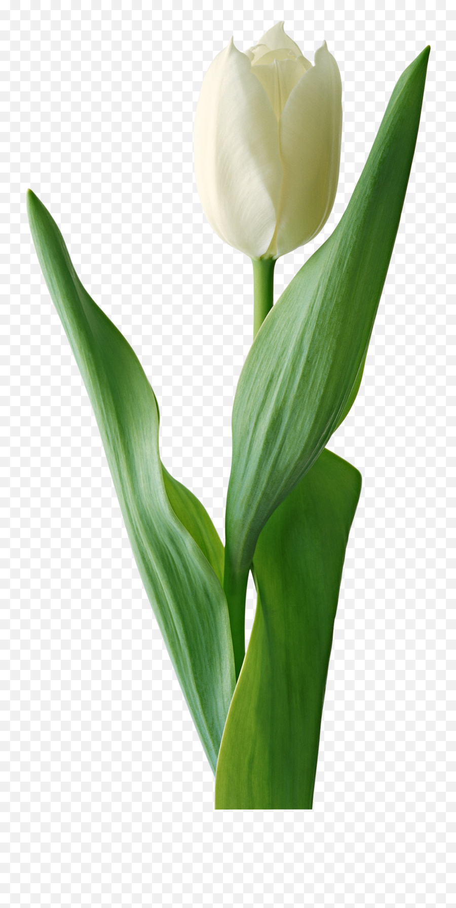 Tulip Icon Png - White Tulip White Background,Tulip Png
