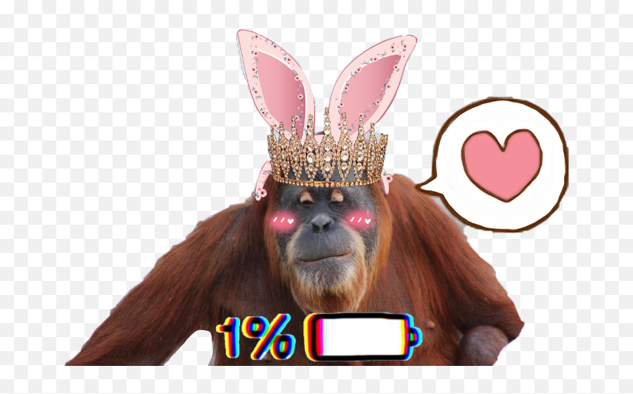 Download Orangutan Png Image With No - Monkey,Orangutan Png