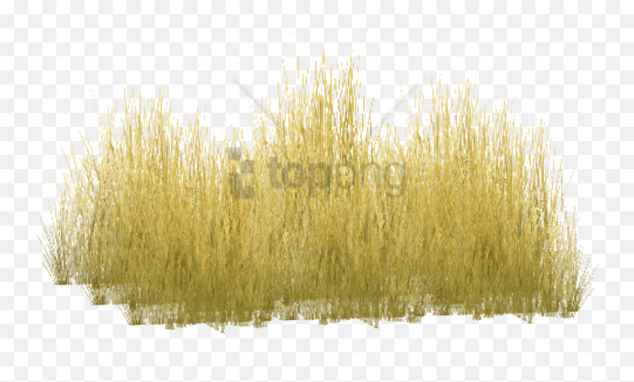 Free Png Yellow Grass Image - Yellow Long Grass Png,Tall Grass Png