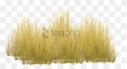 Free Png Yellow Grass Image - Long