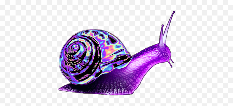 Download Purple Snail Png Image With No Background - Pngkeycom Animal Has One Leg,Snail Transparent