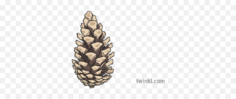 Pine Cone 1 Illustration - Twinkl Conifer Cone Png,Pine Cone Png