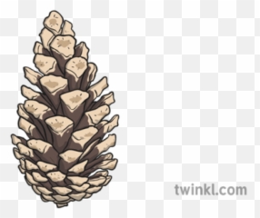 Pine Cone 1 Illustration - Twinkl Conifer Cone Png,Pine Cone Png
