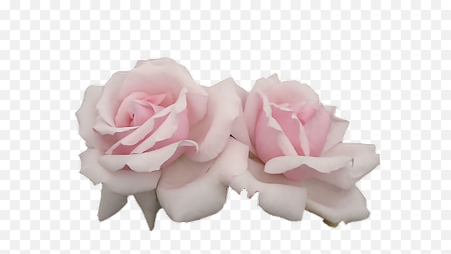 Download Rose Pink Two Tumblr Editpng Pngedit - Pink Rose Aesthetic Png,Flower Png Tumblr