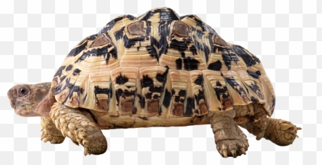 Download Turtle Png Transparent Images - Cute Baby