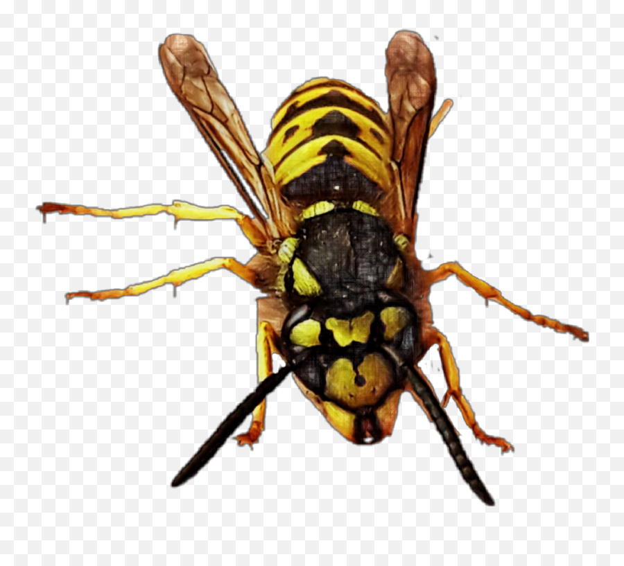 Download Hd Yellowjacket Queen Queenbee Bee Wasp Hornet Bug - Hornet Transparent Png,Hornet Png