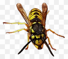Download Hd Yellowjacket Queen Queenbee Bee Wasp Hornet Bug - Hornet Transparent Png,Hornet Png