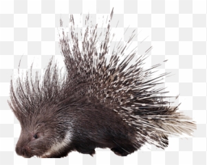Porcupine - African Porcupine Png,Porcupine Png
