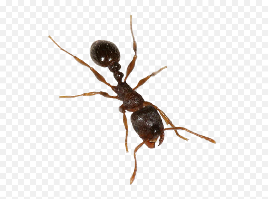 Download Ant Transparent Png - Ants With Transparent Background,Ant Transparent