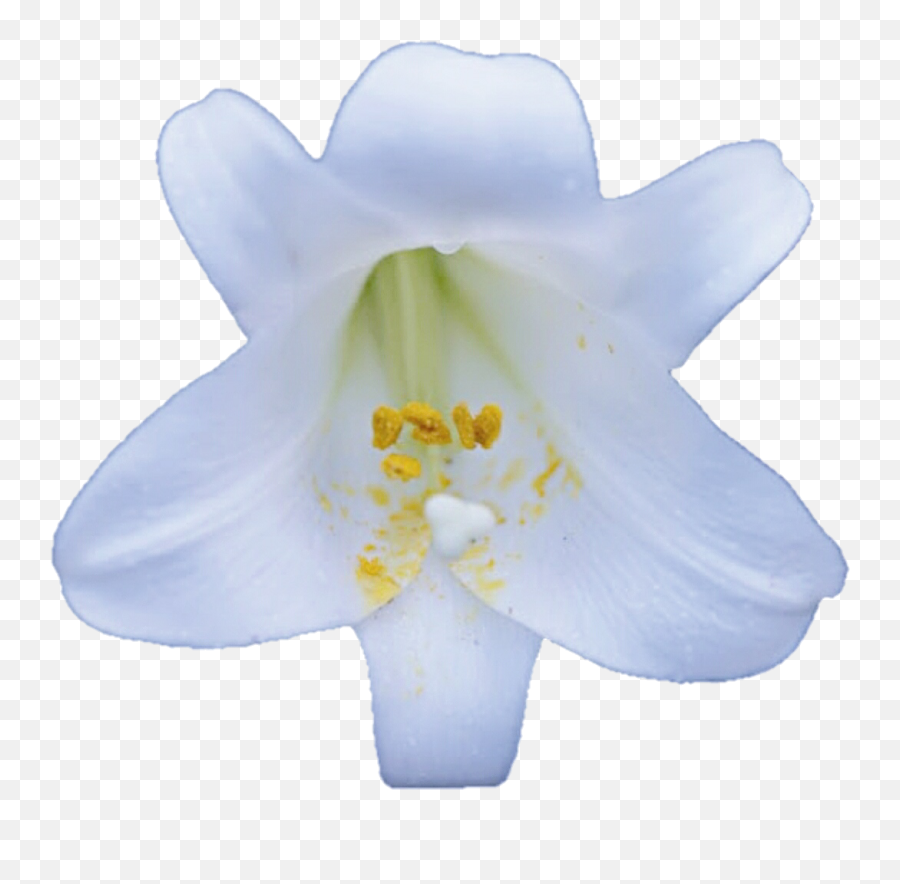 Easter White Lilies Png Download Image - Lily,White Lily Png