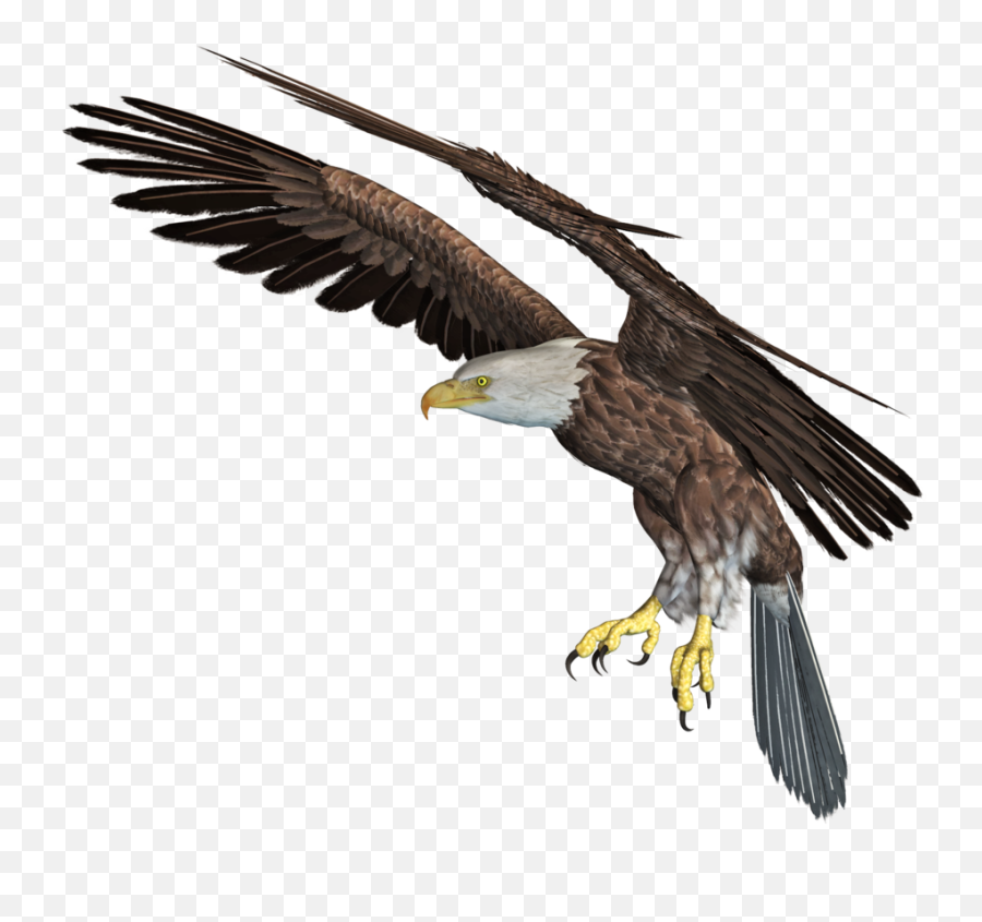 Eagle Png Download Image Arts - Eagle In 3d Png,Eagle Png