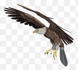 Eagle Png Download Image Arts - In 3d Png
